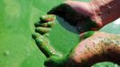 Blue-Green Algae Blooms In Chaohu Lake CHAOHU, CHINA - JUNE 16: (CHINA OUT) A general view of the blue-green algae blooming in the Chaohu Lake on June 16, 2013 in Chaohu, Anhui Province of China. Chaohu Lake is one of the five largest freshwater lakes in China, with an area of 800 square kilometers. (Photo by Charlie/ChinaFotoPress)***_***