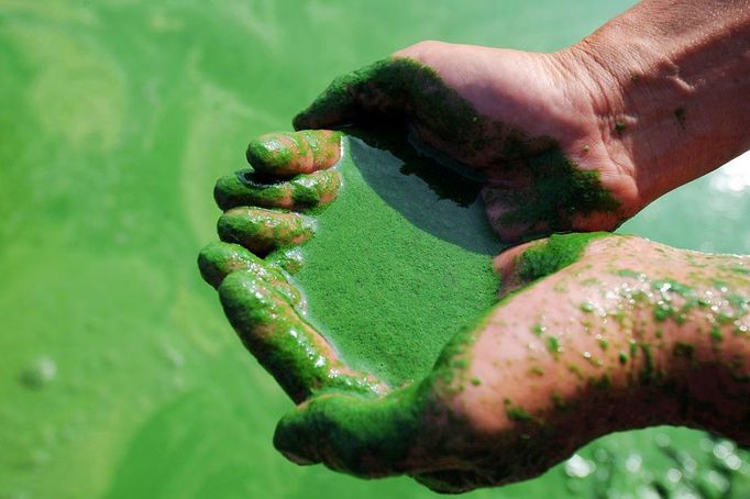 Blue-Green Algae Blooms In Chaohu Lake CHAOHU, CHINA - JUNE 16: (CHINA OUT) A general view of the blue-green algae blooming in the Chaohu Lake on June 16, 2013 in Chaohu, Anhui Province of China. Chaohu Lake is one of the five largest freshwater lakes in China, with an area of 800 square kilometers. (Photo by Charlie/ChinaFotoPress)***_***