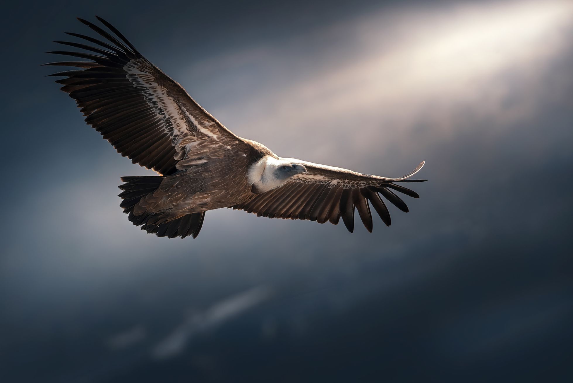 Nejlepší snímky přírody ze soutěže PA2F Environmental Photography Award
