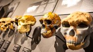 Expozice není jen přehlídkou exponátů ve vitrínách. Vypráví velký příběh lidského rodu, od okamžiku, kdy naši dávní předci sestoupili ze stromů, až po éru moderního člověka, jeho práci, potravu i každodenní život. Nechybí ani nálezy z českého území či evropsky významné archeologické poklady.