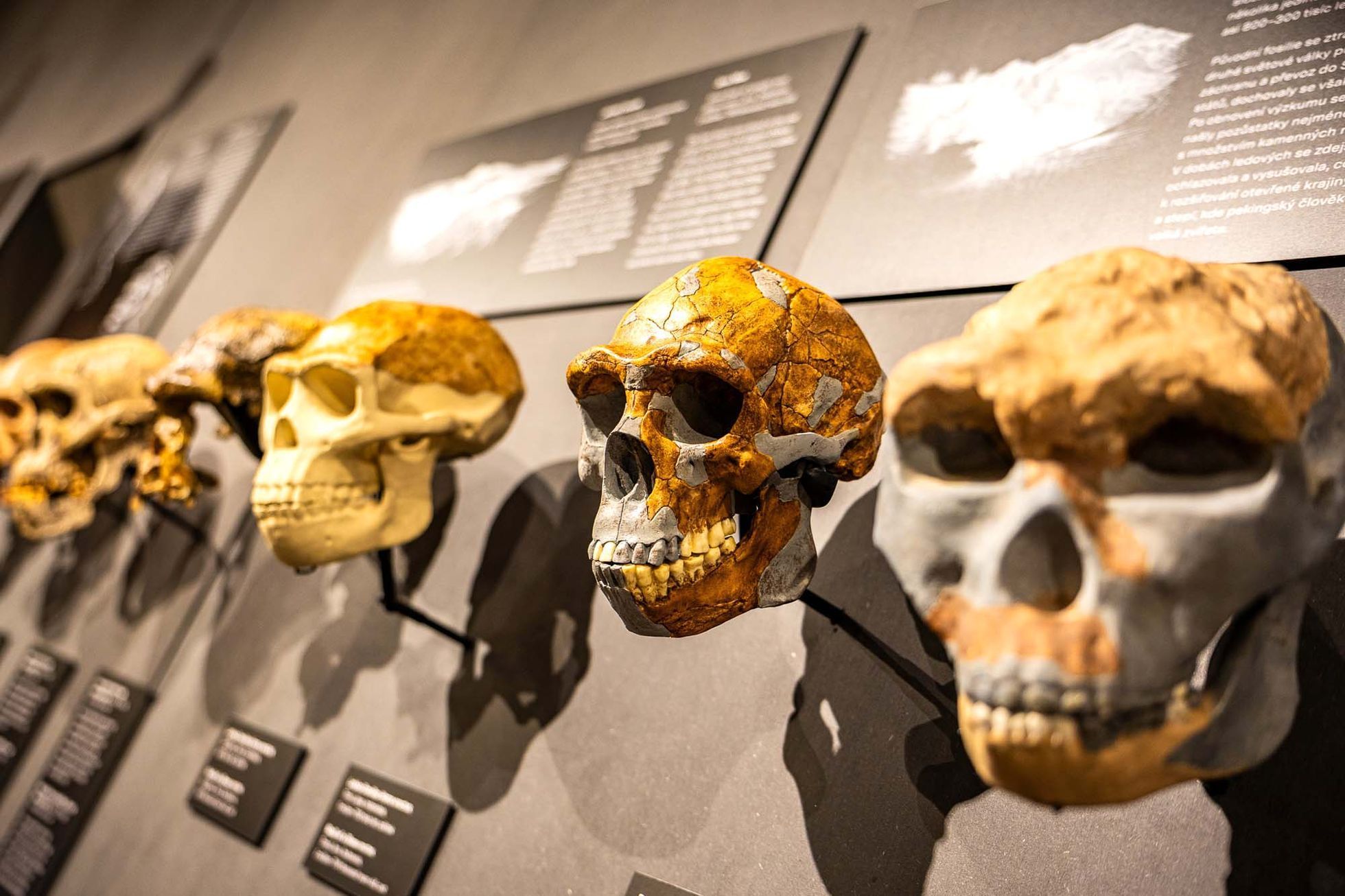 Národní muzeum, výstava, fosilie, Lucy, Selam, Etiopie