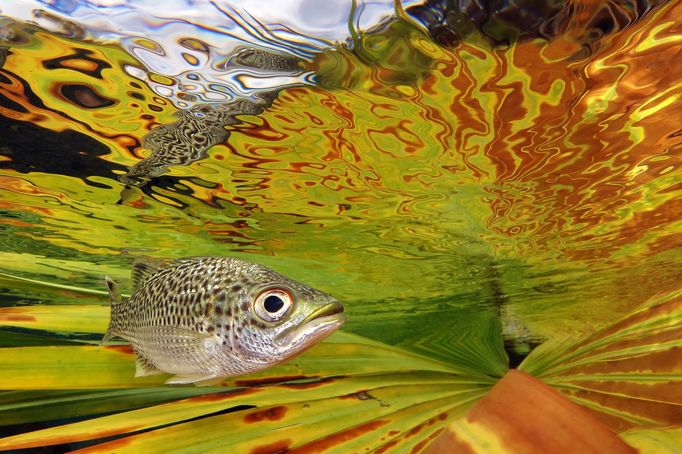 Vítězové soutěže Underwater Photographer of the Year 2021