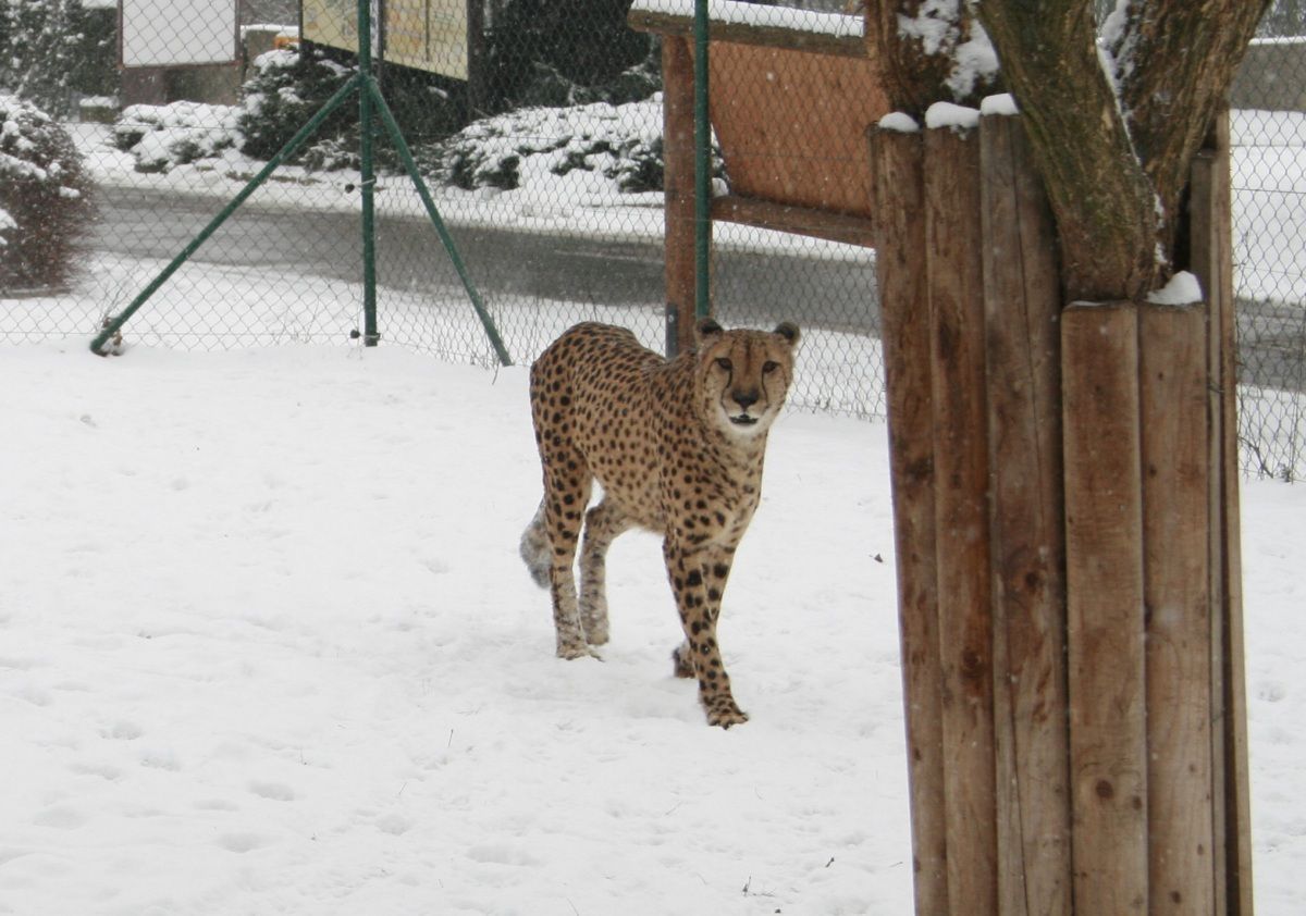 Zvířata na sněhu - Zoo Ústí nad Labem