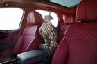Foto: Bentley postavilo speciální SUV jen pro sokolníky. Dravce posadilo přímo mezi přední sedadla