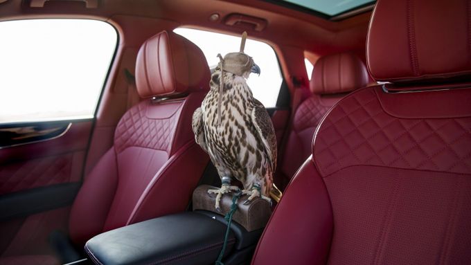 Foto: Bentley postavilo speciální SUV jen pro sokolníky. Dravce posadilo přímo mezi přední sedadla