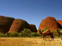 Velbloudi v Kata Tjuta (jinak také Olgas, Mnoho hlav). Kata Tjuta je skupina asi třiceti gigantických dómů ležící 42 km západně od Uluru ve středu australského kontinentu na domorodém území v Severním teritoriu a Národním parku Uluru - Kata Tjuta.