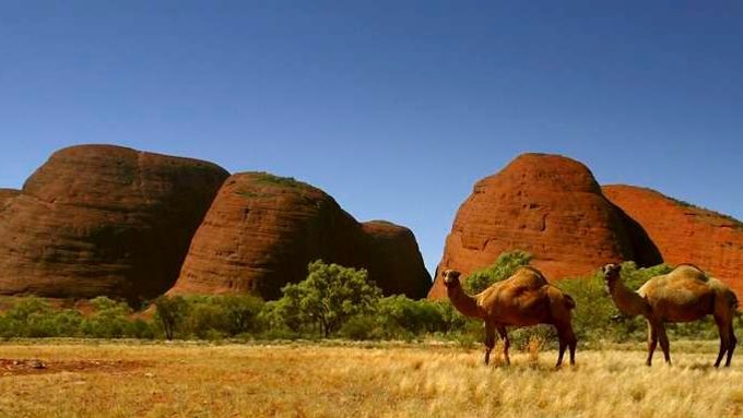 Velbloudi nalezli v polopouštích centrální Austrálie ideální prostředí