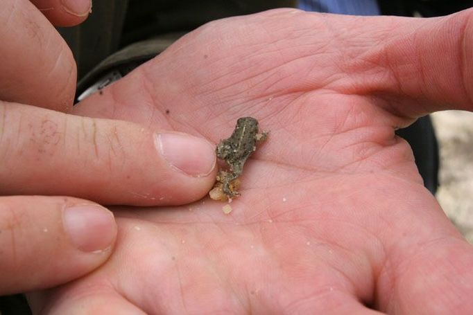 Potěšil se s žabkou. Ropucha krátkonohá je nejohroženější českou žábou.