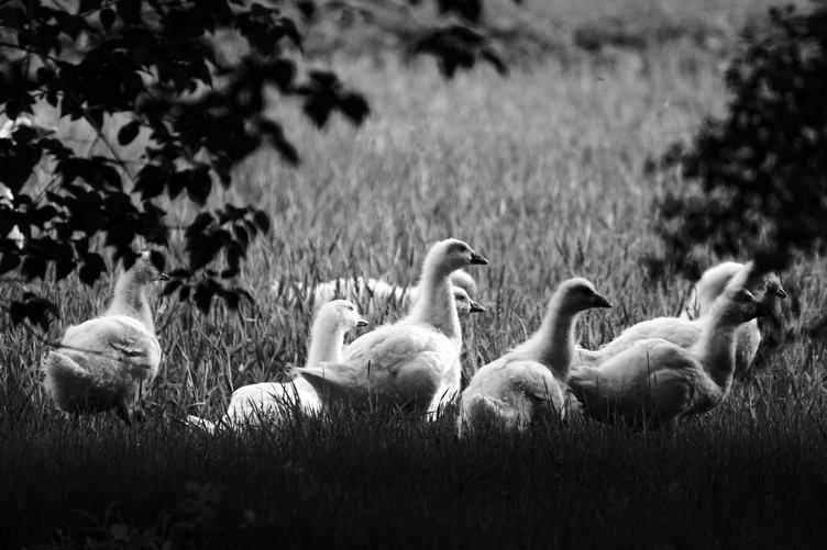 Week of Life - Jan Vrba - 11. 6. 12 - 5