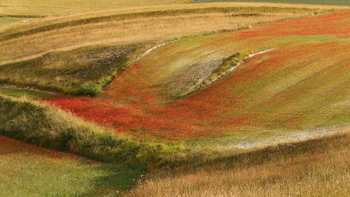 Rozkvetlá letní pole v okolí italské vesnice Castelluccio di Norcia