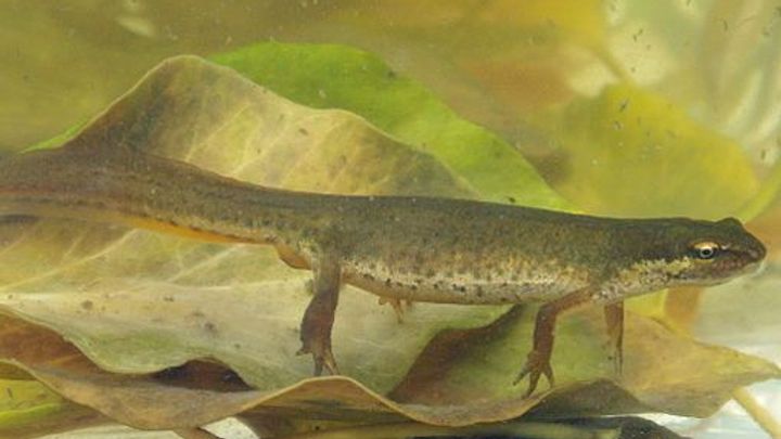 Čolci ve vodě klikají, zjistili čeští vědci. Záhadný zvuk může znamenat zásadní objev