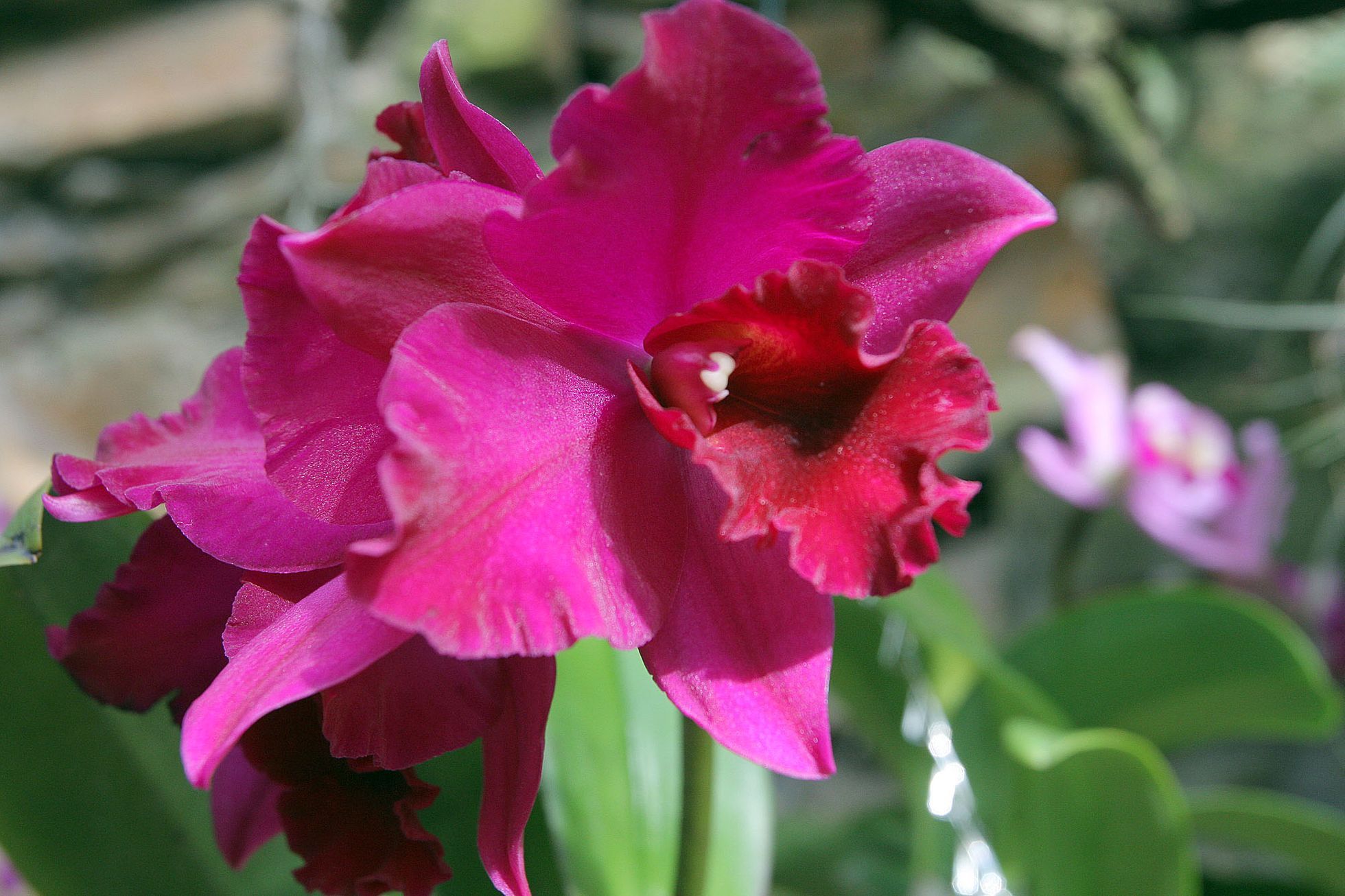 Orchideje v botanické zahradě