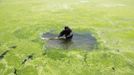 A fisherman pushes aside the algae floating on the surface of a sea cucumber farm to make air, near the coastline of Qingdao, Shandong province, July 4, 2013. Picture taken July 4, 2013. REUTERS/China Daily (CHINA - Tags: ENVIRONMENT DISASTER AGRICULTURE TPX IMAGES OF THE DAY) CHINA OUT. NO COMMERCIAL OR EDITORIAL SALES IN CHINA Published: Čec. 5, 2013, 9:24 dop.