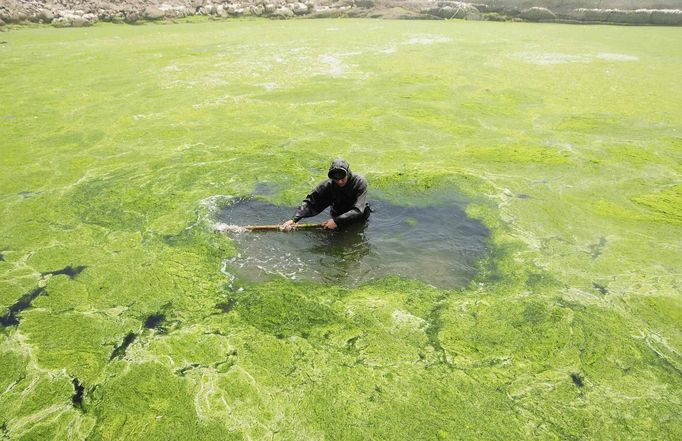 A fisherman pushes aside the algae floating on the surface of a sea cucumber farm to make air, near the coastline of Qingdao, Shandong province, July 4, 2013. Picture taken July 4, 2013. REUTERS/China Daily (CHINA - Tags: ENVIRONMENT DISASTER AGRICULTURE TPX IMAGES OF THE DAY) CHINA OUT. NO COMMERCIAL OR EDITORIAL SALES IN CHINA Published: Čec. 5, 2013, 9:24 dop.