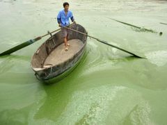 Sinice jsou v posledních letech problémem na celém světě, takhle letos zamořily jezero Čchao-chu v provincii An-chuej