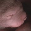 Fotografie nenarozených zvířat v děloze