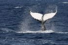 Proč velryby páchají sebevraždu?