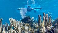Belize je s černošským obyvatelstvem v ostrém kontrastu se španělsko-indiánskou populací střední Ameriky. Tato bývalá britská kolonie je pravý Karibik, nabízející úžasné šnorchlování a potápění na korálovém útesu – druhém největším na světě. Blue Hole, Lighthouse reef, Belize.