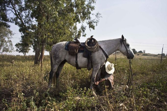 Amit, an Israeli cowboy, treats his horse after working with cattle on a ranch just outside Moshav Yonatan, a collective farming community, about 2 km (1 mile) south of the ceasefire line between Israel and Syria in the Golan Heights May 2, 2013. Cowboys, who have been running the ranch on the Golan's volcanic rocky plateau for some 35 years, also host the Israeli military, who use half of the cattle farm, 20,000 dunams (5,000 acres), as a live-fire training zone. Israel captured the Golan Heights from Syria in the 1967 Middle East war and annexed the territory in 1981, a move not recognized internationally. Picture taken May 2, 2013. REUTERS/Nir Elias (ENVIRONMENT ANIMALS SOCIETY) ATTENTION EDITORS: PICTURE 4 OF 27 FOR PACKAGE 'COWBOYS OF THE GOLAN HEIGHTS' SEARCH 'COWBOY GOLAN' FOR ALL IMAGES Published: Kvě. 29, 2013, 10:02 dop.