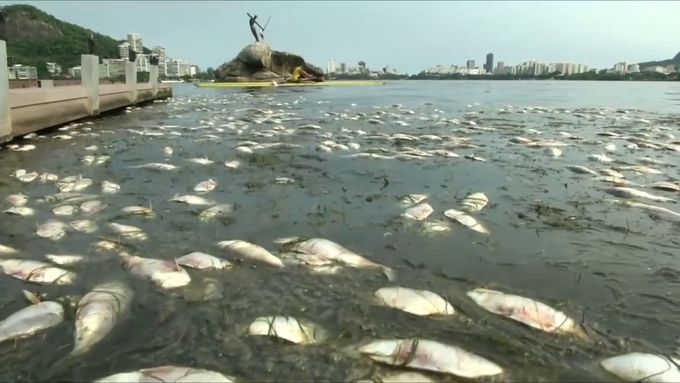 Mrtvé ryby v Riu.