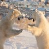 Finalisté soutěže Nikon Comedy Wildlife Awards 2024