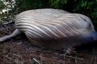 Brazilští vědci zkoumají záhadu mrtvé velryby uprostřed džungle