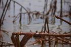 Ropná skvrna bude podle něj mít zcela devastující vliv na místní produkci krevet, ústřic, krabů a ryb. Těmi Louisiana zásobuje celé vnitrozemí USA.