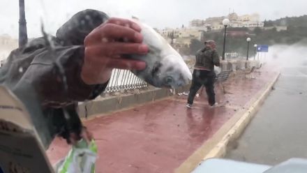 Na severu Malty pršely ryby, lidé je sbírali na pobřeží
