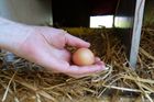 Kvalitní vejce za 1,99 Kč vyrobit nejde, říká ke kampani SPD šéf asociace "sedláků"