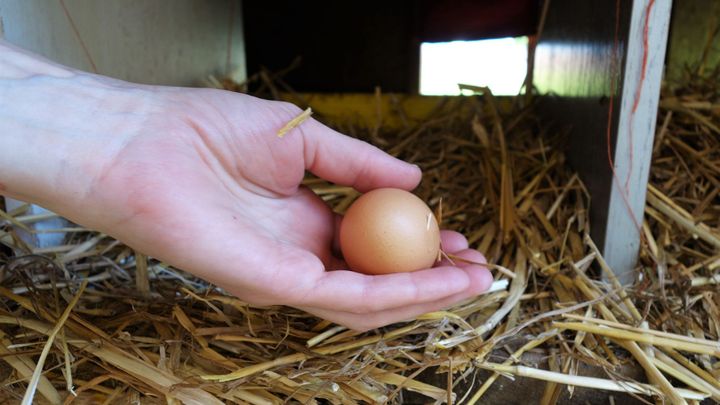 Kvalitní vejce za 1,99 Kč vyrobit nejde, říká ke kampani SPD šéf asociace "sedláků"; Zdroj foto: Aktuálně.cz