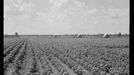 Bavlníková plantáž ve státě Arkansas, 1938.