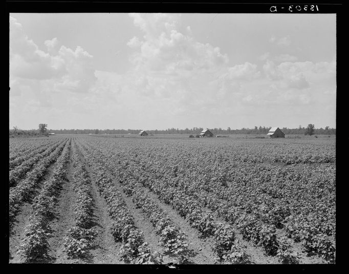 Bavlníková plantáž ve státě Arkansas, 1938.