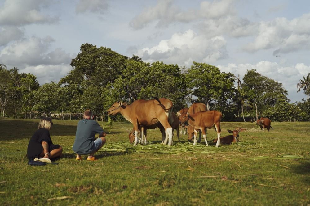 Bába na Bali krávy