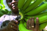 Například na tropické banány z druhého konce světa, po kterých jsme tolik toužili.