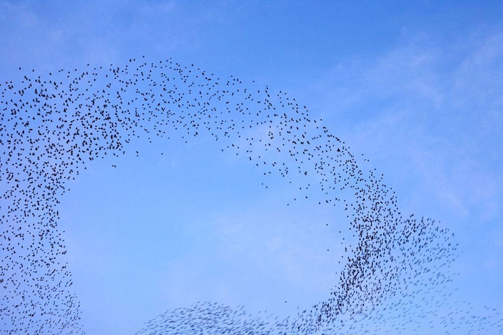 Fotogalerie: Když na obloze kouzlí hejna špačků