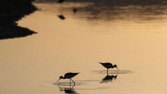 Migrace v přímém přenosu: Lesbos pod křídly ptáků