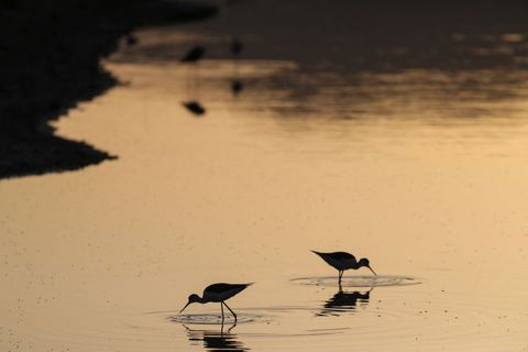 Lesbos, Řecko, tažní ptáci, ormitologové