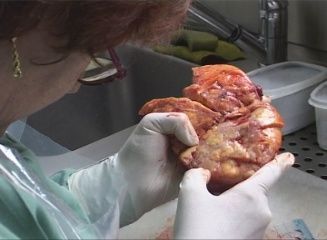 Histologie
