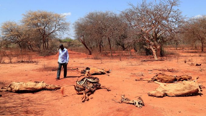 Sucho v Keni způsobilo, že pastevcům umírají stáda. Nemají co jíst ani pít.