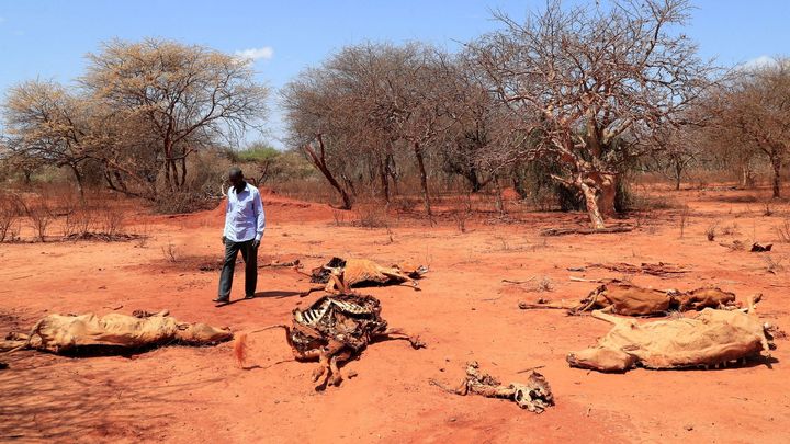 Ohroženi klimatem: Umírá dobytek i úroda. Sucho v Keni těžce dopadá na východ Afriky; Zdroj foto: Reuters