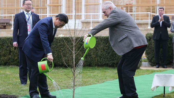 Aby nám to přátelství neuschlo... Miloš Zeman a čínský prezident Si Ťin-pching zalévají památeční strom. Lány, 28. březen 2016.