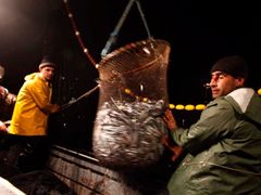 Kvóty sleďů a sardinek mohla komise znovu navýšit, u makrel a lososů je tomu ale naopak