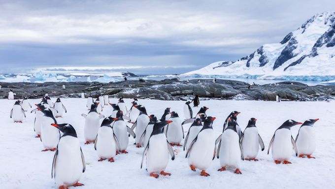 Tučňáci v Antarktidě, ilustrační foto.