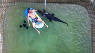 Elmenhorst, Německo: Bývalý cirkusový umělec Krystian Kaulis plave na nafukovacím lehátku vedle svého amerického aligátora jménem Mrs Meyer.