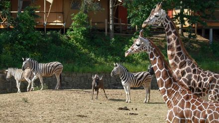 Utrácení zvířat v zoo? To opravdu nehrozí. Podpora lidí mě dojala, říká Rabas