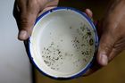 Virus zika našli ve slinách, moči i spermatu. Jak moc ohrožuje Čechy? Otázky a odpovědi