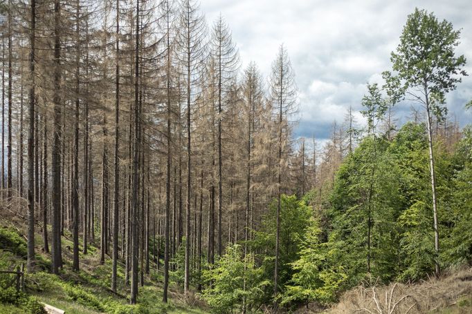 Národní park České Švýcarsko.