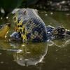 Wildlife Photographer of the Year 2024