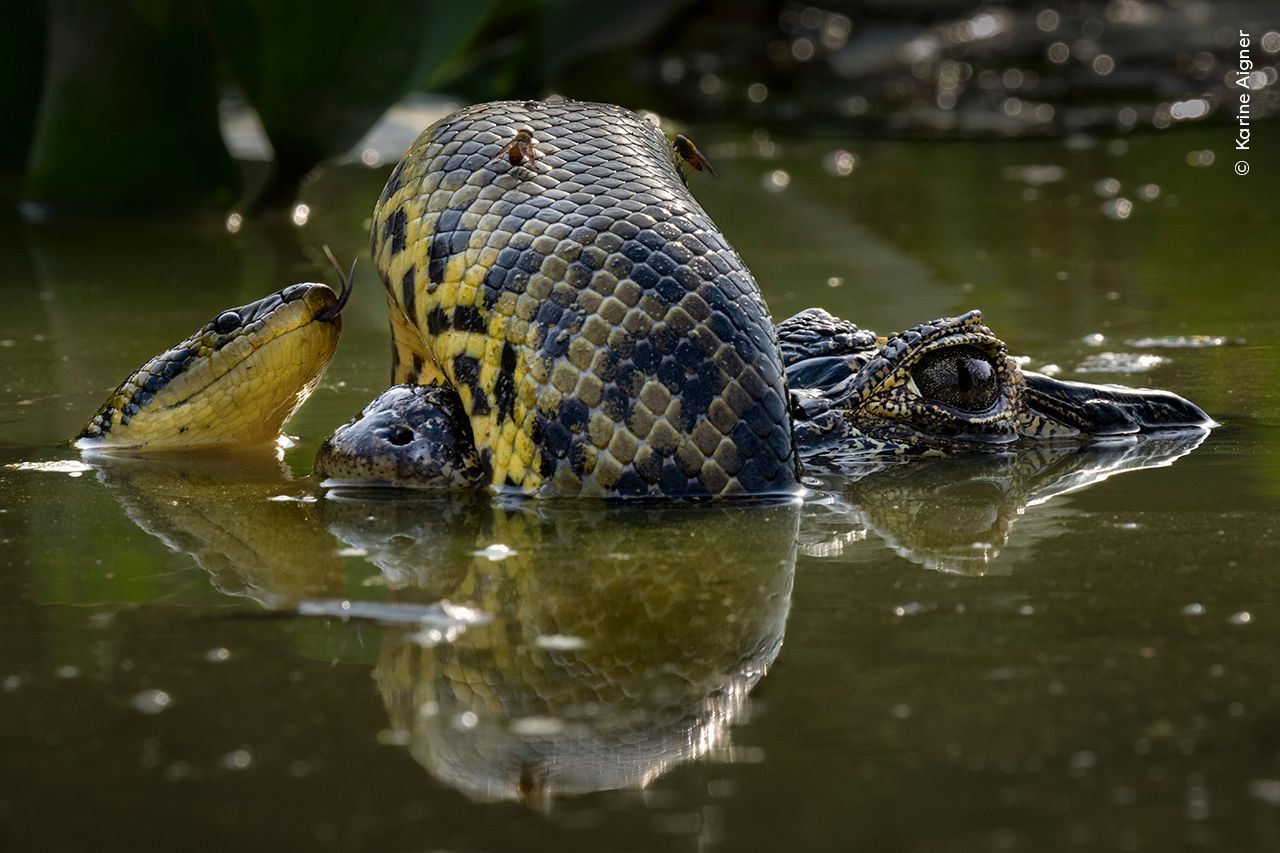 Wildlife Photographer of the Year 2024