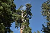 Tento téměř 82 metrů vysoký obr je v seznamu největších obřích sekvojovců na druhém místě. Nazývá se Generál Grant a je považován za národní vánoční strom v hájích národního parku Kings Canyon.